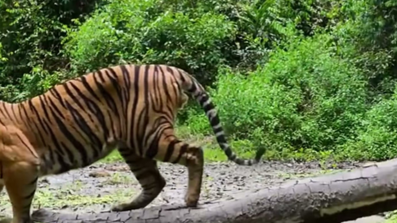Imagem de divulgação: Tigre enfrenta píton que cai de uma árvore na narrativa de WILD KERINCI, mas a ameaça que cerca sua sobrevivência vai além daquele confronto