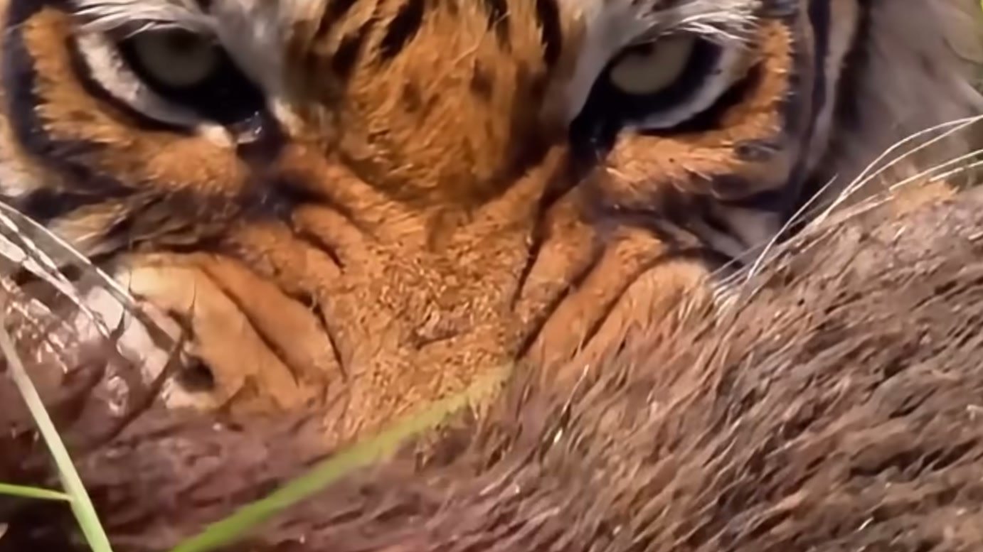 Imagem de divulgação: Tigre enfrenta píton que cai de uma árvore na narrativa de WILD KERINCI, mas a ameaça que cerca sua sobrevivência vai além daquele confronto