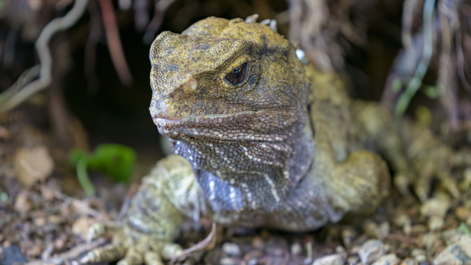 Tuatara, réptil verde-oliva da Nova Zelândia, deitado na terra com a cabeça erguida; ele guarda o olho parietal, resto do segundo par dos primeiros vertebrados de quatro olhos
