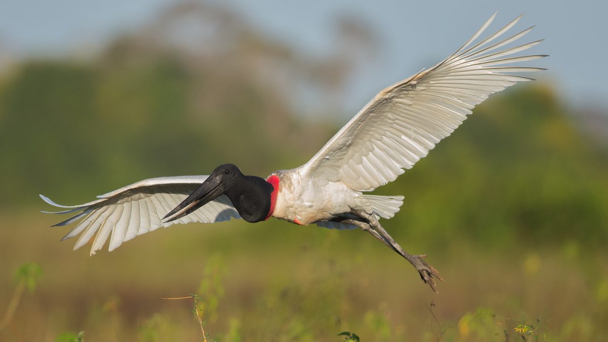 Tuiuiú em voo baixo sobre campo no Pantanal, com asas abertas, pescoço preto e papo vermelho
