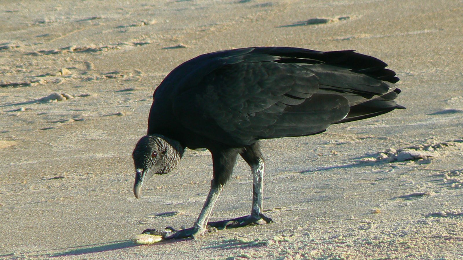 Urubu-de-cabeça-preta andando na areia da praia com as pernas à mostra; no calor, o urubu faz xixi nas pernas para esfriar
