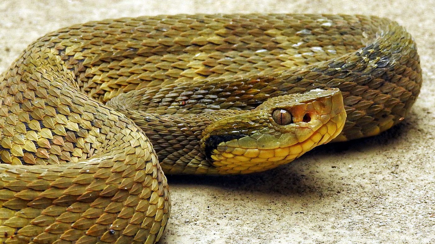 Jararaca (Bothrops jararaca): a prova de que o veneno mais forte não é o que mais mata no Brasil