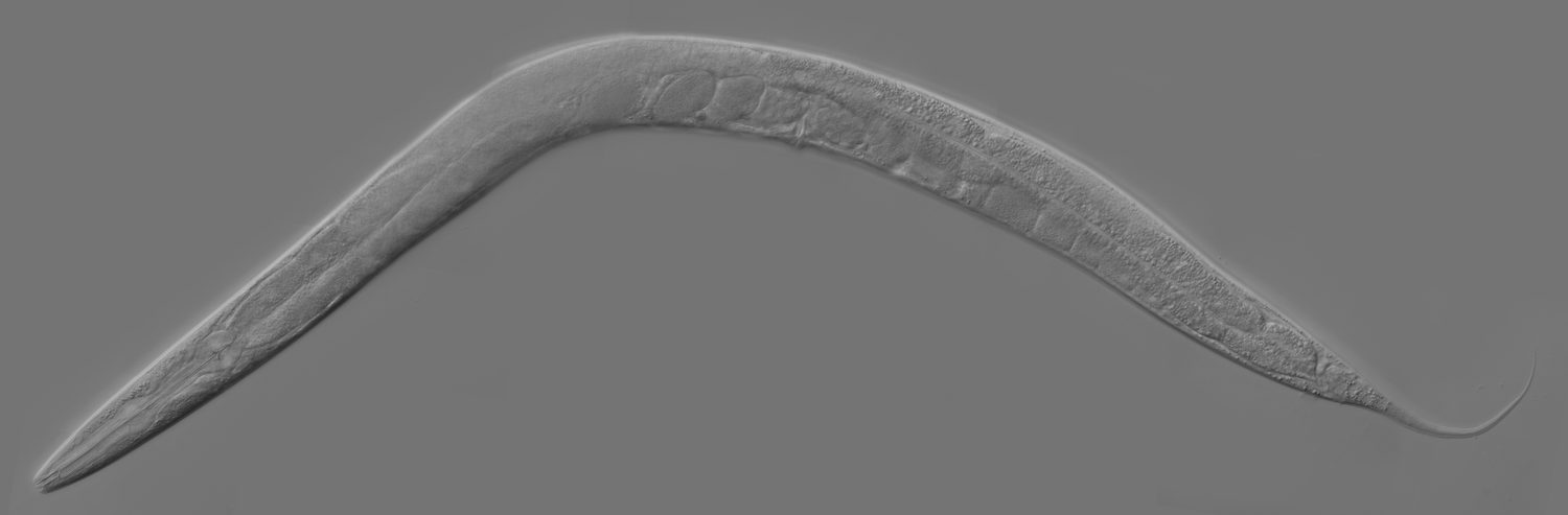 Verme nematódeo Caenorhabditis elegans adulto visto ao microscópio, corpo alongado e curvo sobre fundo cinza