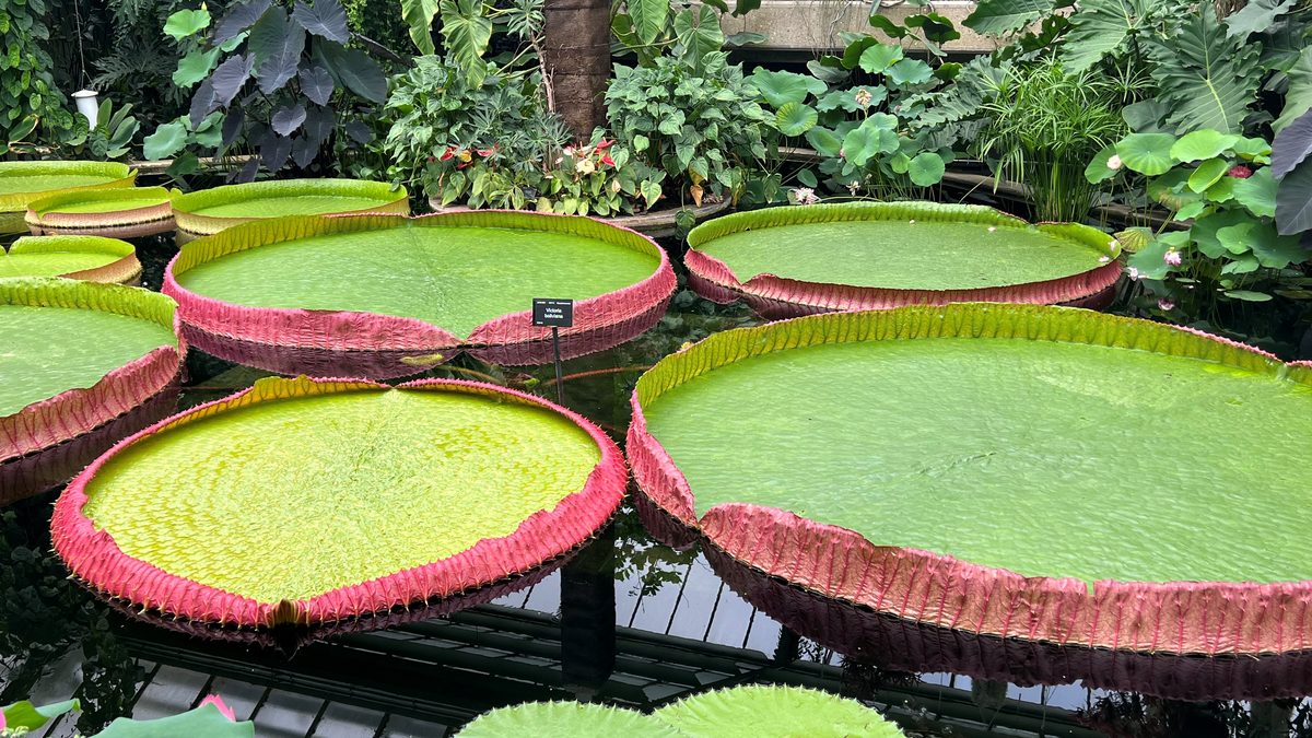 Folhas circulares de Victoria boliviana com borda rosada flutuando num tanque de estufa, cercadas por plantas tropicais