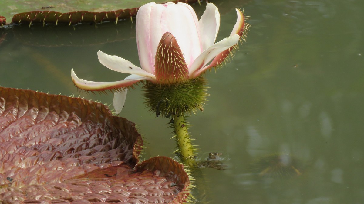 Botão de vitória-régia gigante aberto sobre a água, com espinhos e pétalas rosa e brancas, parente da nova espécie colombiana